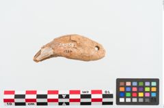 Foto von Zahnanhänger (NHMW-PRAE-024954)